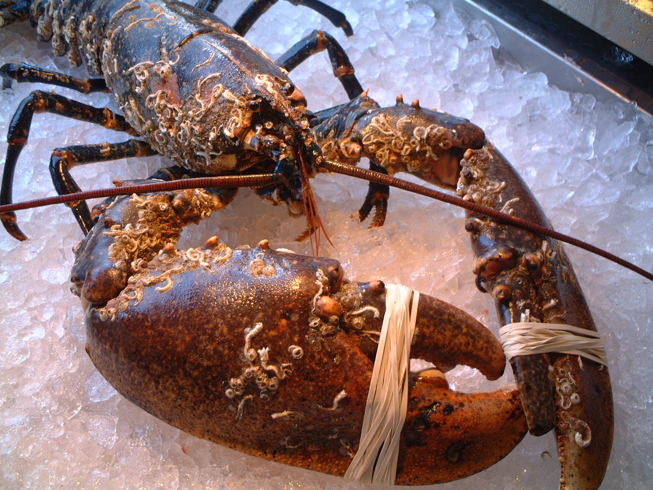 Gallery Britannia The Beach